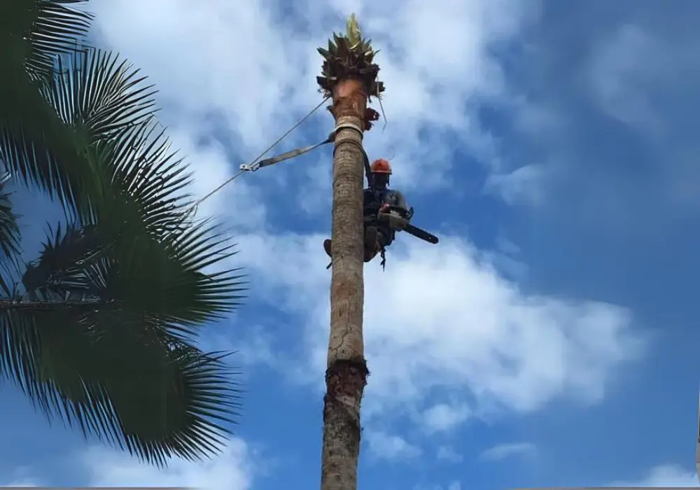 earbolista-certificado-para-poda-arboles